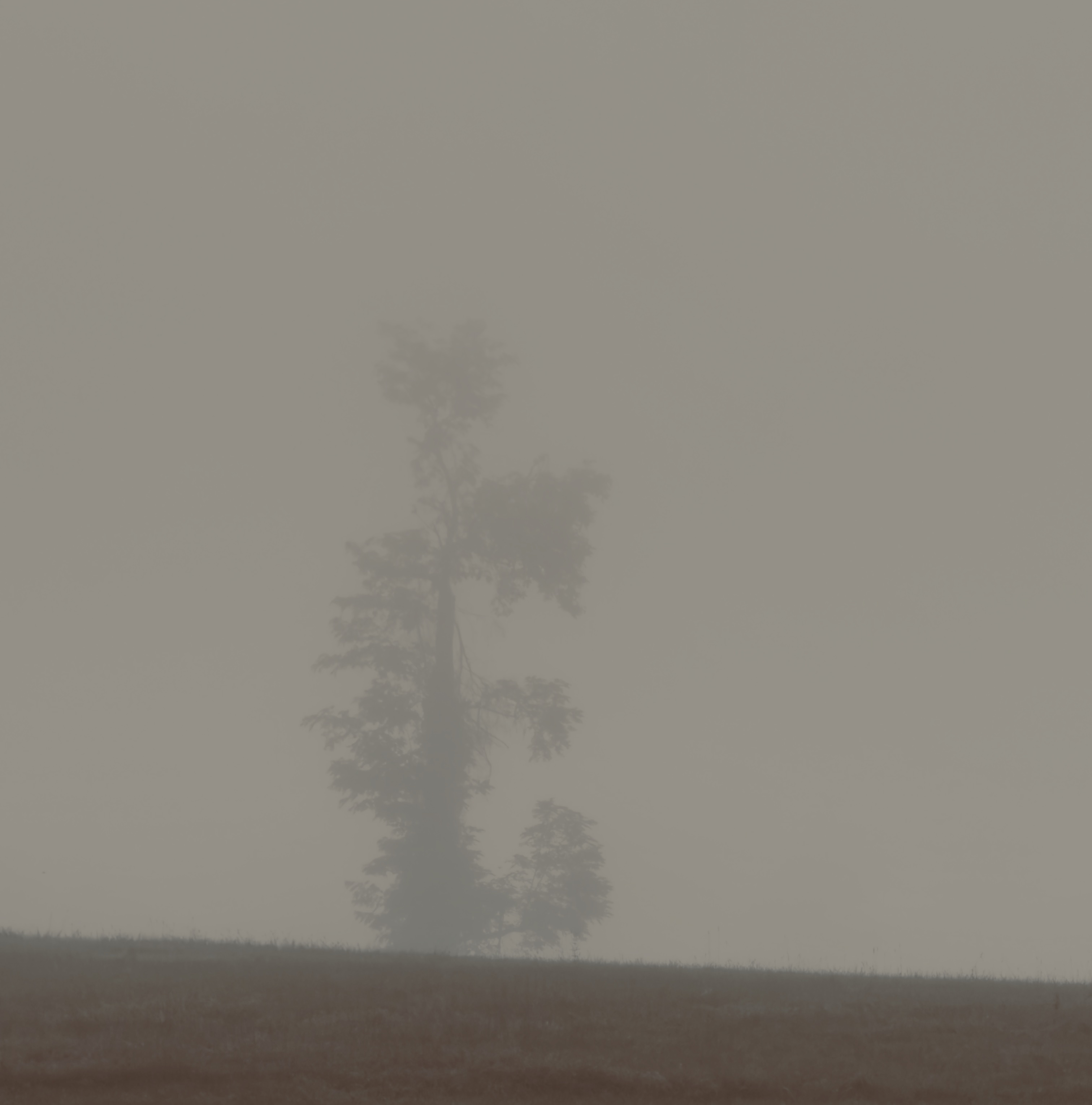 Morning Mist