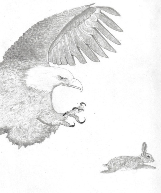Bald Eagle vs Rabbit
